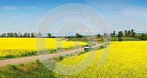 Yellow field of and car
