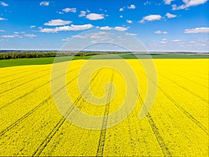 Yellow field and the clouds in the sky