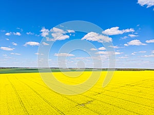 Yellow field and the clouds in the sky