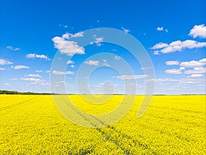 Yellow field and the clouds in the sky