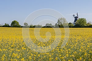 Yellow field in Denmark in spring