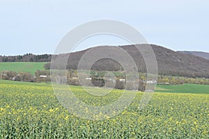 yellow field at the edge of the Autobahn with a parking lot at white trees during April