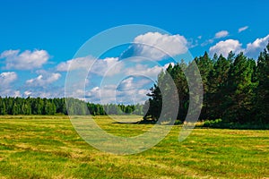 Yellow field and far away green forest, blue sky in summer day