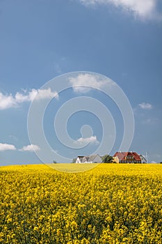 Yellow field and farmhouses