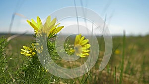 Yellow field flower in the spring wind SLOW MOTION