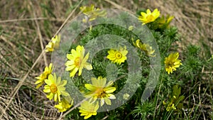 Yellow field flower in the spring wind SLOW MOTION