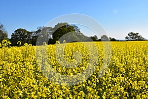 Yellow Field of Flowering Rape Seed with Trees in the Background