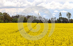 Yellow field of flowering rape and tree against a blue sky with clouds, natural landscape background with copy space, Germany Euro