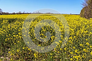 Yellow field of flowering rape and tree against a blue sky with clouds, natural landscape background with copy space, Germany Euro