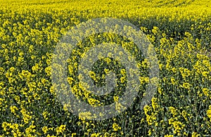 Yellow field of flowering rape and tree against a blue sky with clouds, natural landscape background with copy space, Germany Euro