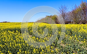 Yellow field of flowering rape and tree against a blue sky with clouds, natural landscape background with copy space, Germany Euro