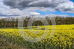 Yellow field of flowering rape and tree against a blue sky with clouds, natural landscape background with copy space, Germany Euro