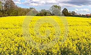 Yellow field of flowering rape and tree against a blue sky with clouds, natural landscape background with copy space, Germany Euro