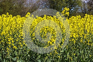 Yellow field of flowering rape and tree against a blue sky with clouds, natural landscape background with copy space, Germany Euro