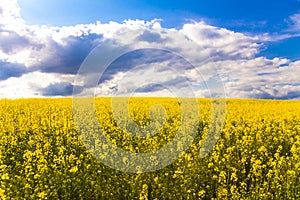 Yellow field of flowering rapeseed