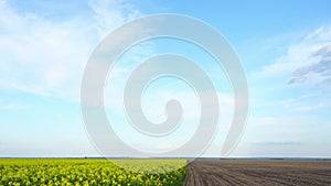 A yellow field of flowering rapeseed. Cultivation of rapeseed for agriculture.