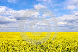 Yellow field of flowering rapeseed. Rapeseed blooms with beautiful clouds in the sky. Plant concept for green energy and oil indus