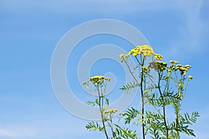 Yellow field flowers with bright sunny sky background
