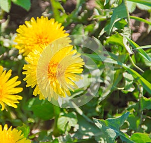 Yellow field flowers of mother-and-stepmother in early spring