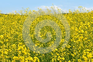 Yellow rape field