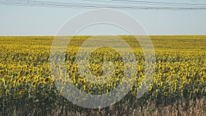 Yellow field of flowers of sunflowers against light, almost white sky