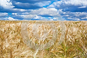 Yellow field with grain crops in Kharkov region, Ukraine