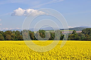 Yellow field with greenforest on a background