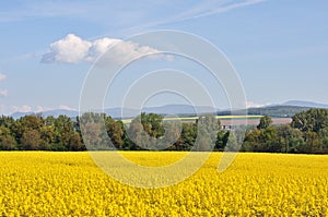 Yellow field with greenforest on a background