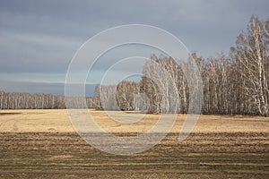 Yellow field after harvesting, birch grove and gray-blue sky.Beautiful autumn landscape.