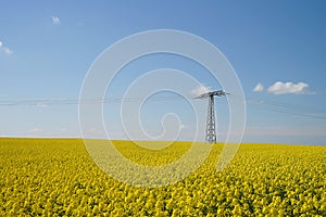 Yellow field and High-voltage power lines