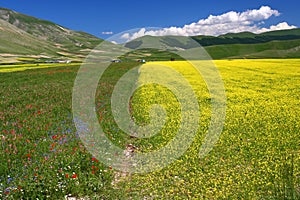 Yellow field Landscape