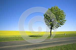 Yellow field and lonely tree 2