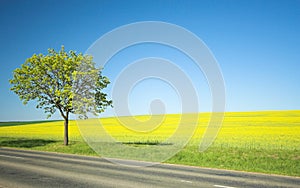 Yellow field and lonely tree