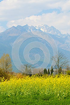 Yellow field and a mountain