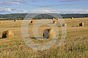 Yellow field with mountains and forest far away and blue sky. Cultivated area with trees. Agriculture