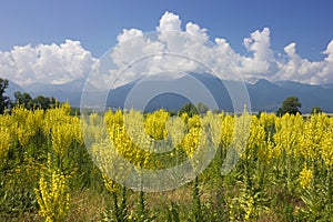 Yellow field of Mullein with Pirin Mountains
