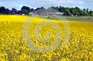 Yellow field with oil seed