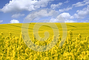 Yellow field with oil seed