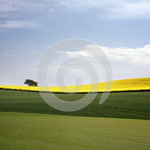 Yellow field with oil seed in early spring