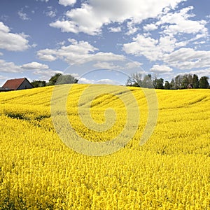 Yellow field with oil seed in early spring