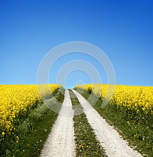 Yellow field with oil seed in early spring