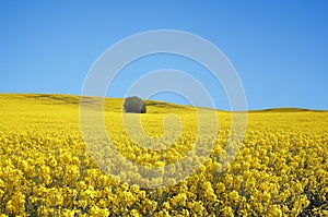 Yellow field with oil seed in early spring