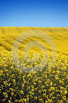 Yellow field with oil seed in early spring