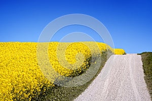 Yellow field with oil seed in early spring