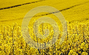 Yellow field with oil seed in early spring