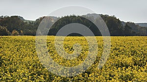 Yellow field of oilseed rape, trees and hills