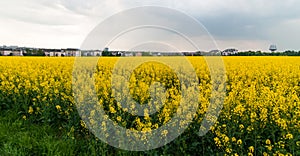 Yellow field on the outskirts of Howald