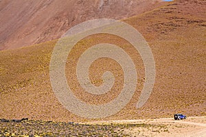 Yellow field, Peruvian feathergrass at the Puna de Atacama, Argentina