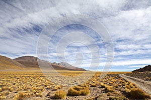 Yellow field, Peruvian feathergrass at the Puna de Atacama, Argentina