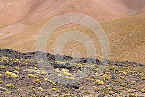 Yellow field, Peruvian feathergrass at the Puna de Atacama, Argentina photo